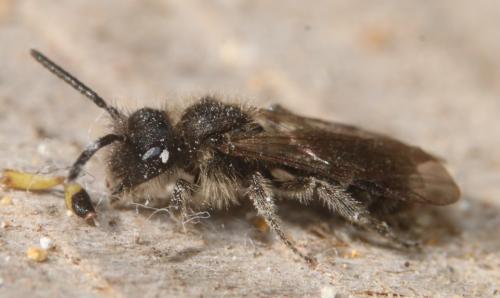 Réf. 355 113 : Andrena sp.